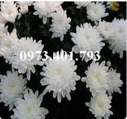 Hoa cúc trắng - Trung Tâm Giống Cây Trồng Tiên Tiến - Công Ty TNHH XNK Nông Nghiệp Tiên Tiến Toàn Cầu